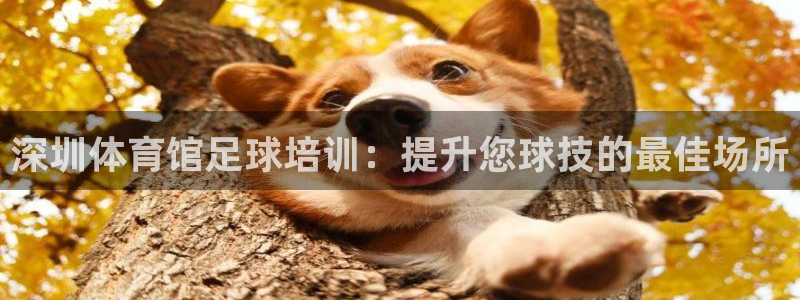 欧陆娱乐测试：深圳体育馆足球培训：提升您球技的最佳场